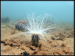 Ceriantharia