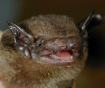 greater bamboo bat (Tylonycteris robustula) — Least Concern Mammalia