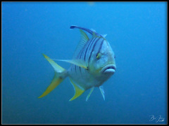 Gnathanodon speciosus