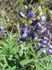 Lupinus sericeus