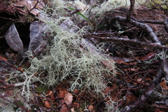 Usnea barbata