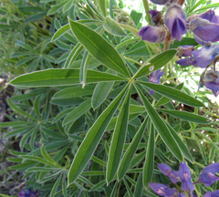 Lupinus sericeus