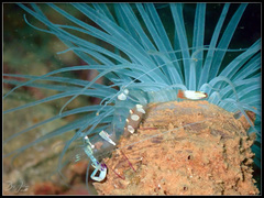 Ancylomenes magnificus