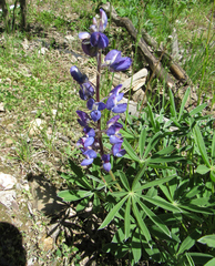 Lupinus sericeus