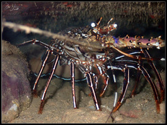 Panulirus versicolor