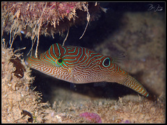 Canthigaster