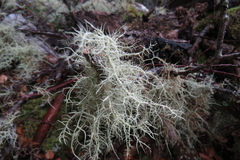 Usnea barbata
