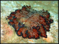 Pseudobiceros fulgor