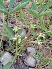 Cissus palmata