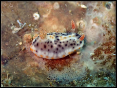 Chromodoris