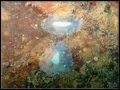Pericelis