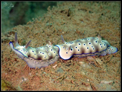 Hypselodoris tryoni