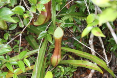 Nepenthes reinwardtiana