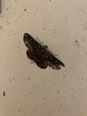 Paradromulia ambigua