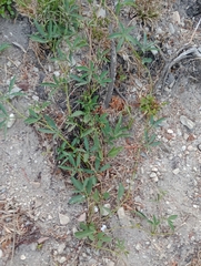Cissus palmata