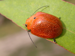 Paropsis parryi