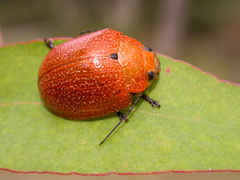 Paropsis parryi