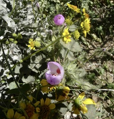 Eremalche rotundifolia