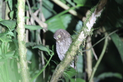 Megascops guatemalae