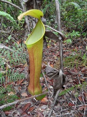 Nepenthes reinwardtiana