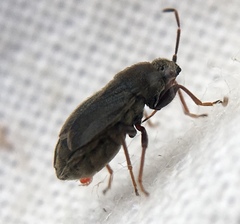Stygnocoris rusticus