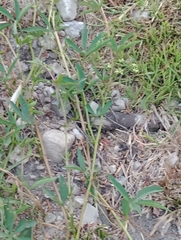 Cissus palmata