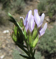 Astragalus agrestis