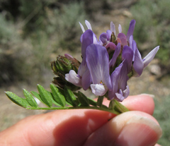 Astragalus agrestis