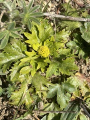 Sanicula arctopoides