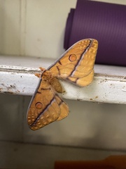 Opodiphthera fervida