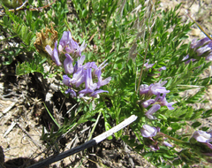 Astragalus agrestis