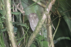 Megascops guatemalae