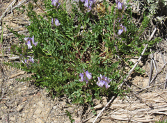 Astragalus agrestis