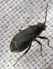 Stygnocoris rusticus