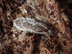 Agonopterix hypericella