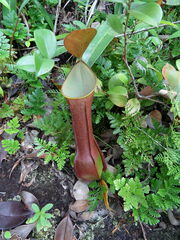 Nepenthes reinwardtiana