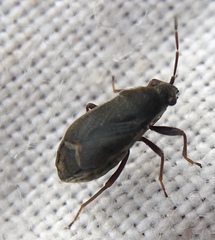 Stygnocoris rusticus