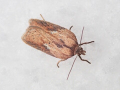 Acleris rufana