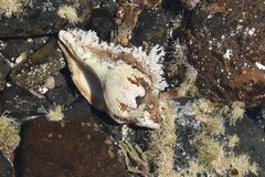 Australaria australasia