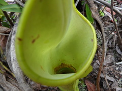 Nepenthes reinwardtiana