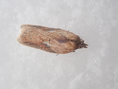 Acleris rufana