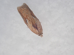 Acleris rufana