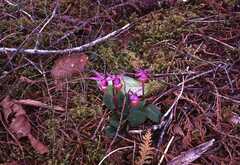 Calypso bulbosa occidentalis