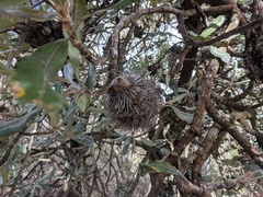 Banksia serrata