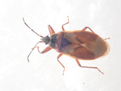 Gastrodes abietum