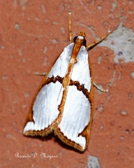 Argyria croceivittella
