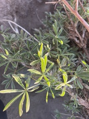 Lupinus albifrons