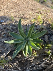Dudleya caespitosa