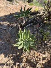 Dudleya caespitosa