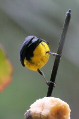 Euphonia imitans